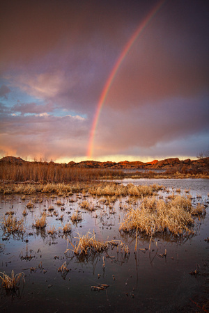 Rainbow Swamp