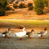 Abbey Road For Ducks